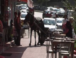 Çaykara'da ‘atlı' kaza
